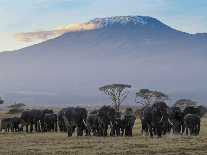 Elefanter framför Kilimanjaro