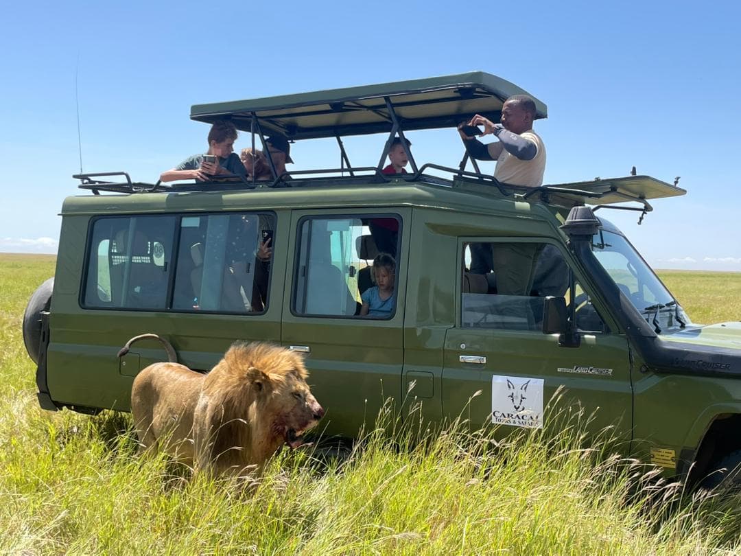 Ett lejon går förbi en safaribil i högt gräs