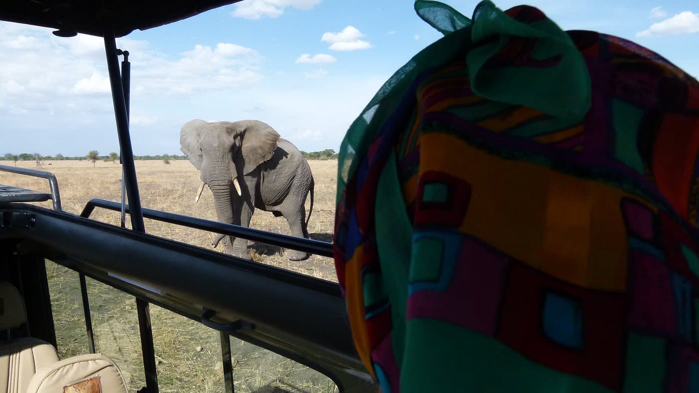 En elefant sedd från en öppen safaribil