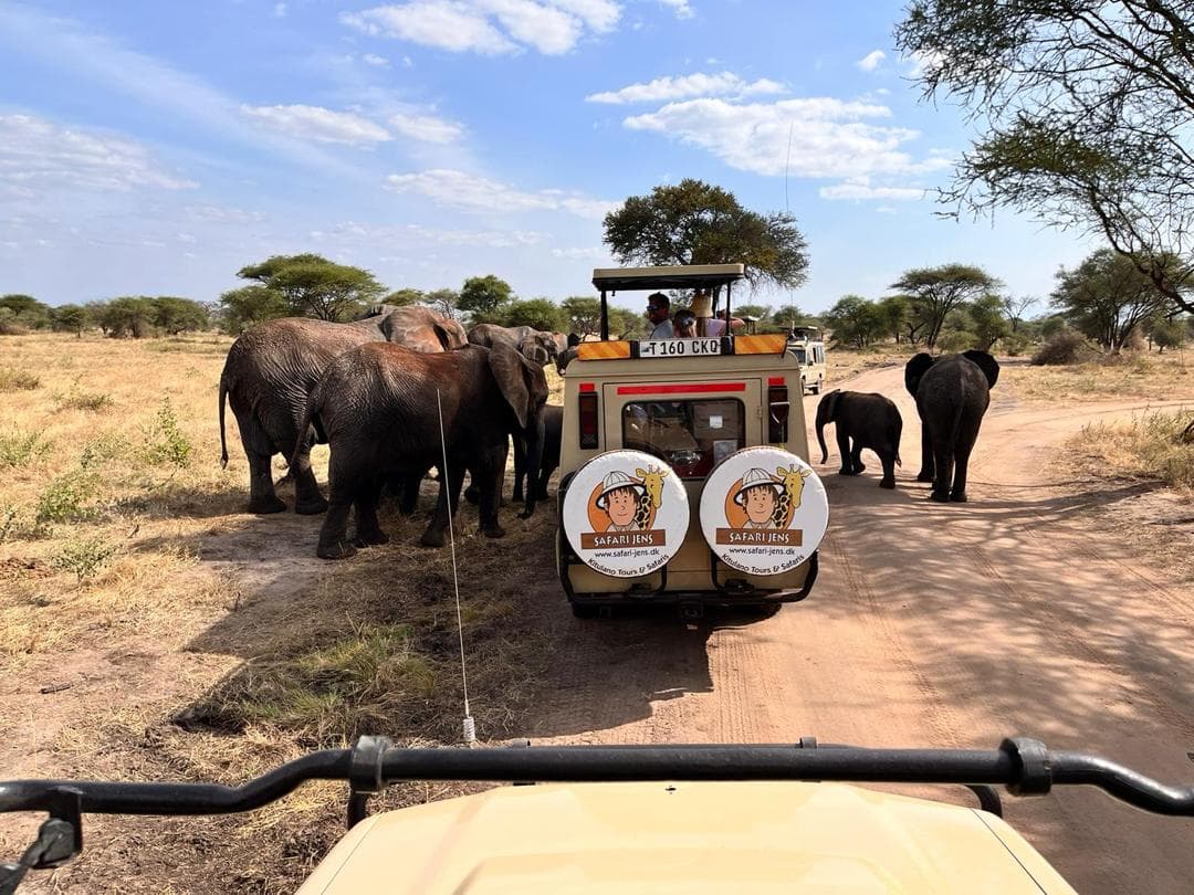 Elefanter går förbi en safaribil med Safari Jens logotyp