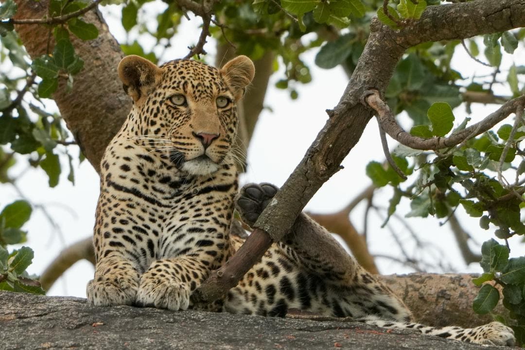 En leopard vilar i ett träd