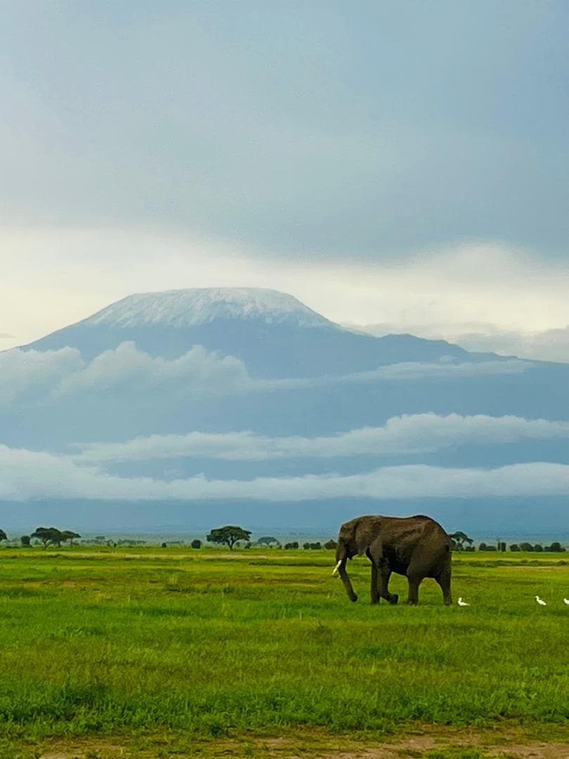 En elefant betar framför det snöklädda Kilimanjaro