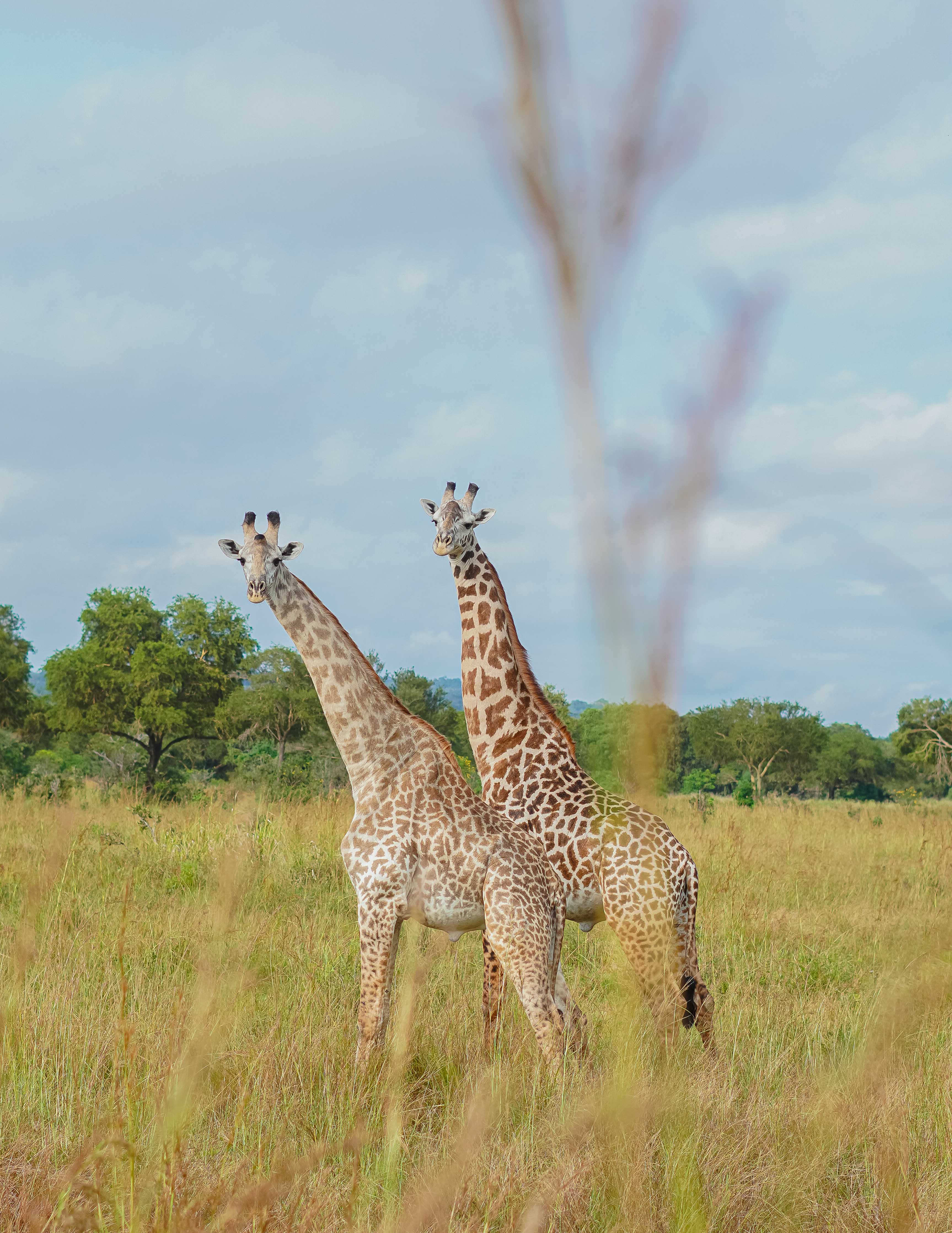 Två giraffer i högt gräs