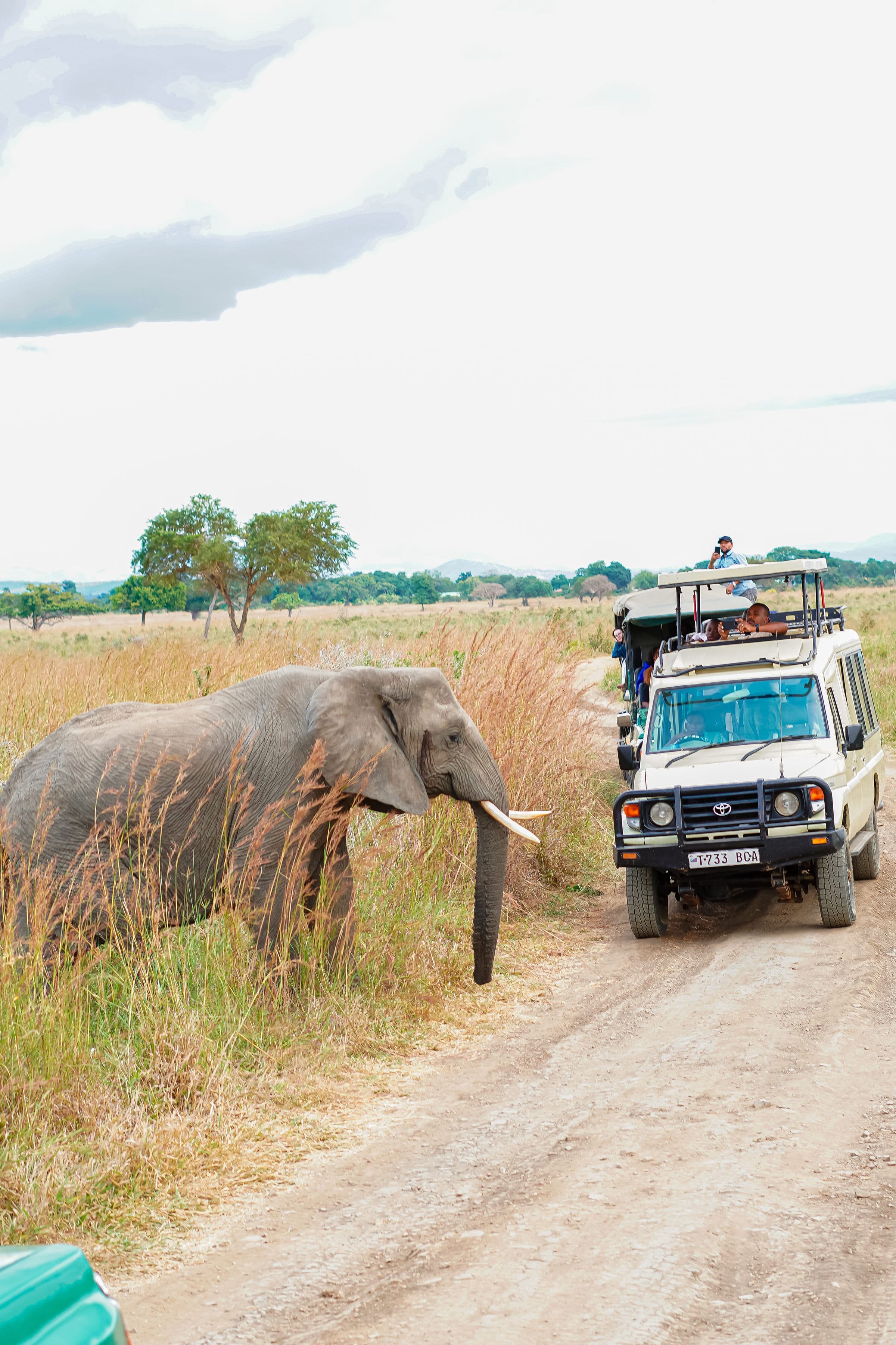 En elefant korsar vägen framför en safaribil
