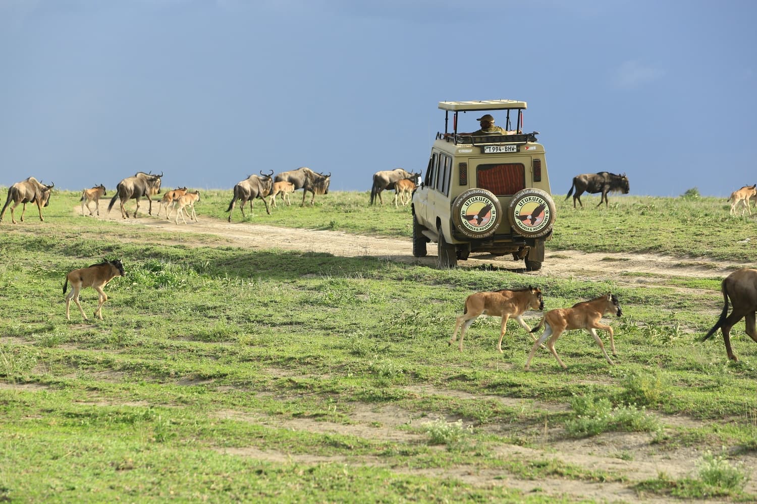 En safaribil bland gnuer på den gröna savannen